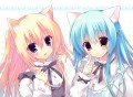 どっちにする？/天凪青磁：みみけ/え16
