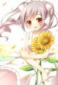 白とひまわり